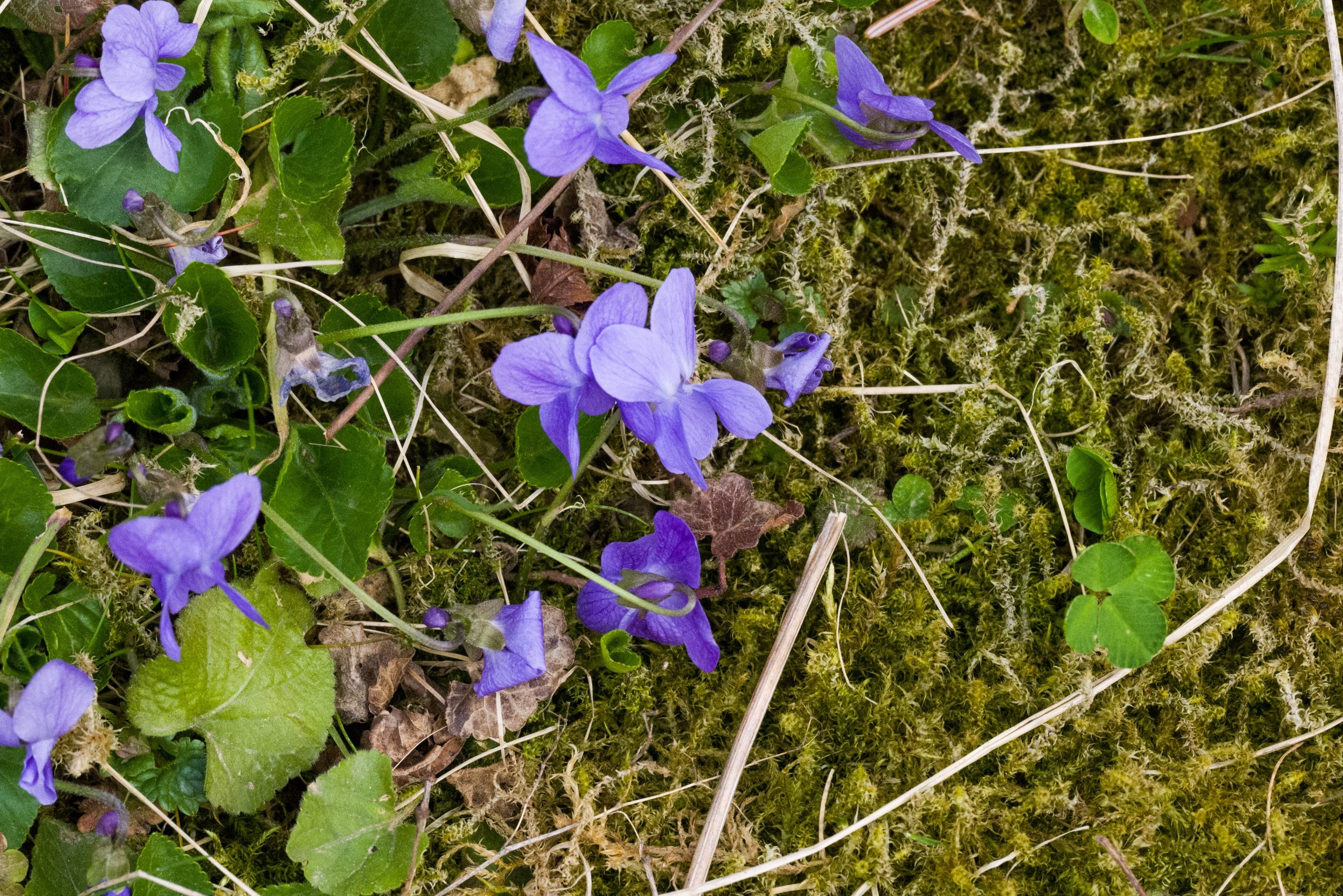 violets and clovers